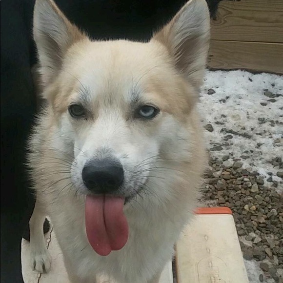 Meet your Posher, Vivian - Picture 1 of 1